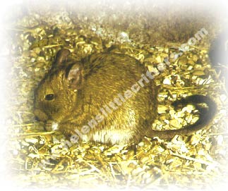 degu snacking on some seed