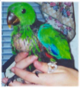 female red sided eclectus
