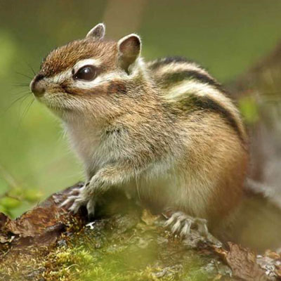 chipmunk on the look out
