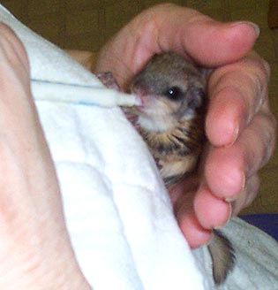 baby-squirrel-for-sale-louisiana