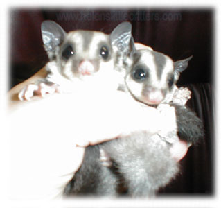 sugar gliders are so cute!