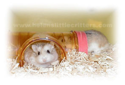 roborovski hamster